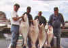 A days catch of Halibut ranging from 30 to 70 pounds.