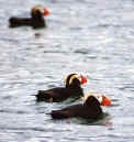 A common sight off the Washington coast some puffins.